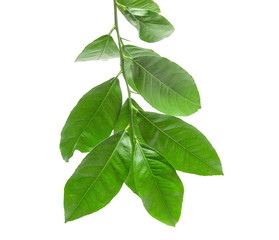 Wall Mural - green lemon leaves on a white background