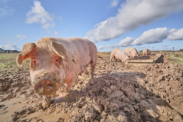 Organic free range pigs in a muddy field