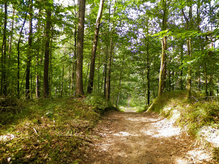 Fototapeta path in green forest. summer forest landscape.