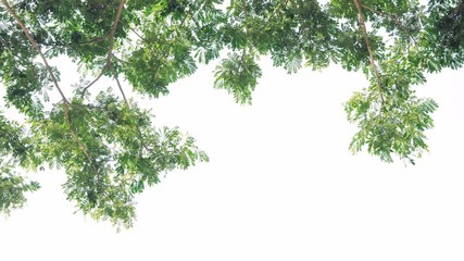 4K Wind blowing green leaves on isolated white background, Moving leaves on natural background