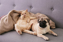 Cute Red Scottish Fold Cat & Funny Pug Lying On Grey Textile Sofa At Home. Purebred Short Hair Straight-eared Kitty And Lop-eared Dog With Sleepy Sad Face. Background, Copy Space, Close Up.