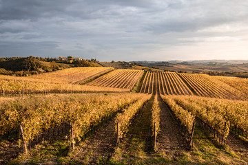 Wall Mural - Chianti region in Florence Province, Tuscany, Italy