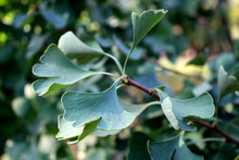 Closeup Of A Ginkgo Biloba Tree. Green Leaves On The Tree.