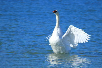 Wall Mural - Swan on the lake. Male ostentation. 