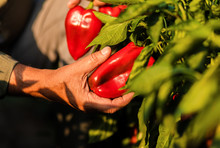 Close Up Of Senior Farmer Standing In Paprika Field Examining Vegetables.	
