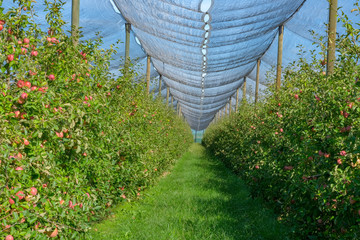 Wall Mural - An apple orchard covered an against hail and birds. Modern apple plantation on blue sky background in Catalunya, Spain. Fresh ripe Red Fuji apples in the garden. Plantation under a protective net.