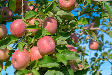 Wall Mural - View on of Red Fuji apples hanging from branch with green leaves. Ripe fruits in orchard ready for harvesting. Tree with ripe fruits in a garden. Red apples on blue sky background in Catalonia.