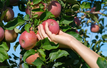 Wall Mural - White female hand take fresh ripe Red Fuji apples from an apple tree. Traditional collecting handmade organic fruit. Red Apples hanging from a tree branch on orchard. Season harvesting in Spain.