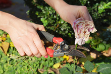 Snip Off Any Soggy, Shrivelled Blooms To Prevent Rot Setting In. Gardener Deadheading Roses Bush.