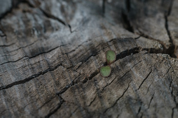 Poster - Close up Beautiful old wooden tree background texture. Macro view.
