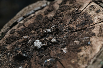Poster - Close up Beautiful old wooden tree background texture. Macro view.