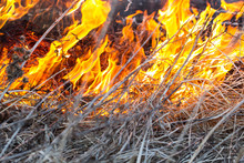 Burning Dry Grass, Yellow Tongues Of Flame And Clouds Of Smoke