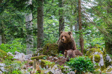 Wall Mural - Brown bear - close encounter with a big mother wild brown bear with her cubs in the forest and mountains of the Notranjska region in Slovenia