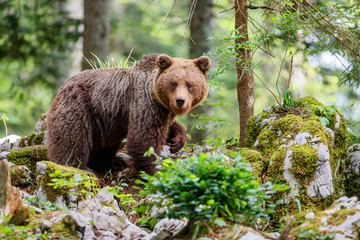 Brown bear - close encounter with a big female wild brown bears in the forest and mountains of the Notranjska region in Slovenia