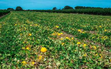 Melons in the field. Sunny day. Plantation with yellow melons in Italy.