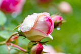 Fototapeta Tulipany - Rosen im Regen