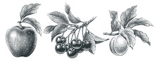 Apple, Cherry And Apricot Set. Hand Drawn Engraving Style Illustrations.