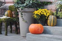 Stylish Golden Pumpkins And Squash In City Street, Holiday Decorations Store Fronts And Buildings. Halloween Street Decor. Space For Text. Trick Or Treat. Happy Halloween. Autumn Market