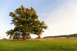 © wewi-creative - A solitary chestnut tree on a meadow in Germany. The leaves are already colored autumn. The evening sun gives warm light.