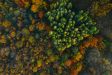 Fototapeta Pomosty - Colorful trees at the beginning of autumn seen from a drone.