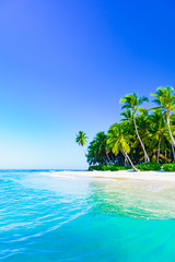 beautiful caribbean landscape with palm tree on the beach