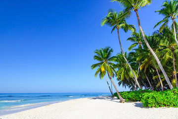 beautiful caribbean landscape with palm tree on the beach