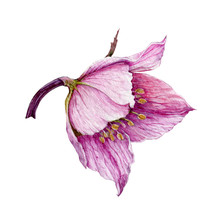 Hellebore Pink Single Flower Element In The Full Bloom With A Branch Watercolor Illustration. Beautiful Tender Spring And Winter Blooming Rose Helleborus Flower. Isolated On White Background.