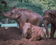 Elephant Family Covering Themselves With Mud In Sanctuary