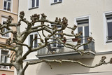 Fototapeta Na drzwi - Beautiful trees Platanus trees with large branches on the street against the background of houses in the European city of Baden Baden. Sycamore tree in spring