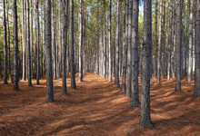 A Grove Of Pine Trees Planted In A Straight Line So They Grow Straighter And Taller As A Result Of Direct Competition For Light.