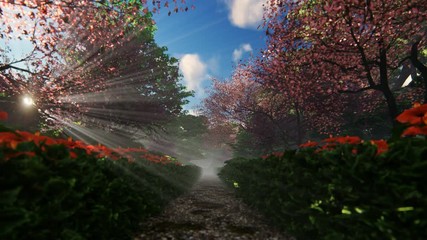 Wall Mural - Beautiful garden alley with sun shinning through blossom cherry trees, 4K