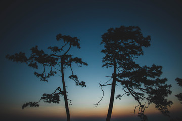 First light in the morning with two trees