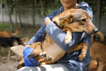 Female volunteer with homeless dog at animal shelter outdoors