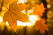 Beautiful golden leaf in park, closeup. Autumn season