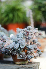 Fototapete - Succulents in pot on table.