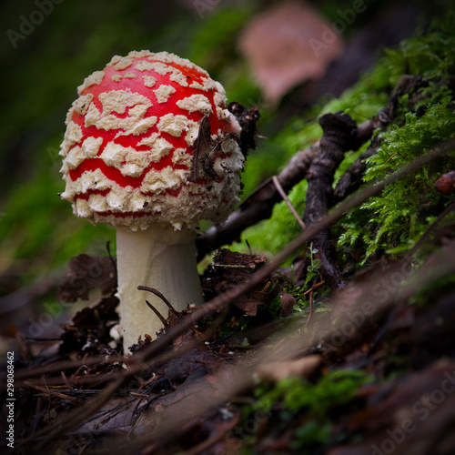 Fotomural Red toadstool in autumn forest