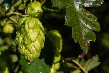 Wet Hop Umbels, hop plant, Wet Hops