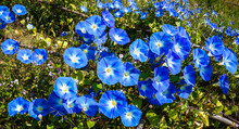 Blue Flowers Of Morning Glory