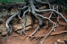  Huge Tree Roots