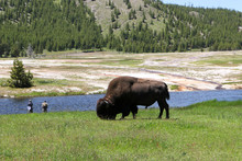 Bison In Yellowstone Grazing While Two Men Fish