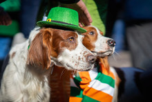 Couple Of Pretty Irish Setters Close-up In Green Hats, St.Patrick Holiday Party, Traditional Carnival