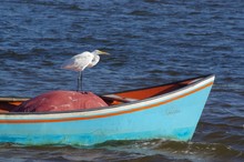 White Heron Standing On A Red Plastic Tarp On A Blue Boat In A Body Of Water
