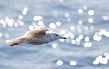 Juvenile Iceland gull, Larus glaucoides in flight, bird of Greenland 