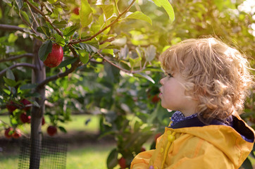 Sticker - beautiful girl picking apples in the orchard