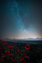 Poppies And Galaxy
