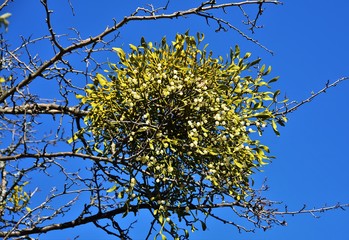 Wall Mural - a Viscum album plant on a tree branch