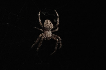 Spider