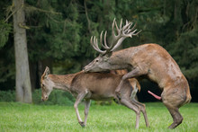 Copulating Red Deer On The Forest Glade