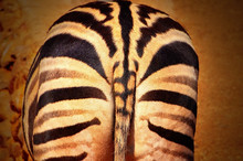 Wild African Animals.  Closeup Of African Bush Zebras Rear With Part Of The Tail. 