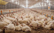 © Andres Ph/ADDICTIVE STOCK - Poultry at chicken farm